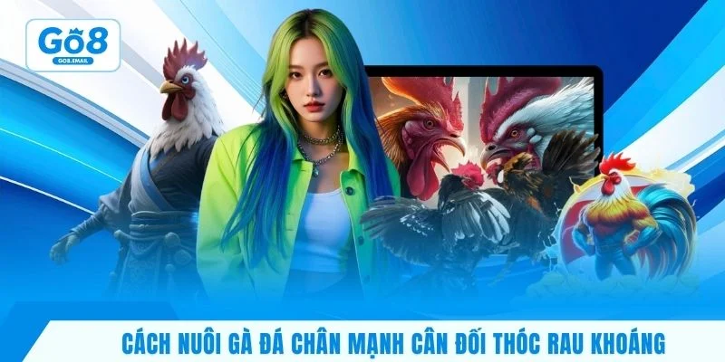 Cách nuôi gà đá chân mạnh cân đối thóc rau khoáng